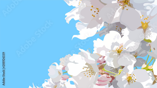 spring background with white flowers on sky background