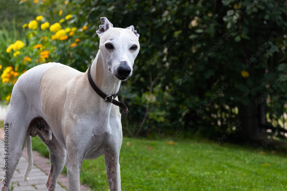 A ten-year-old male dog Whippet walks in the courtyard of the house. Summer. Sunny day.