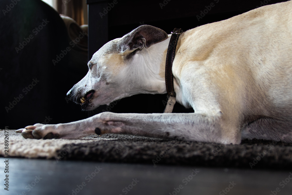 Ten year old male Whippet. A closeup of a dog's face.