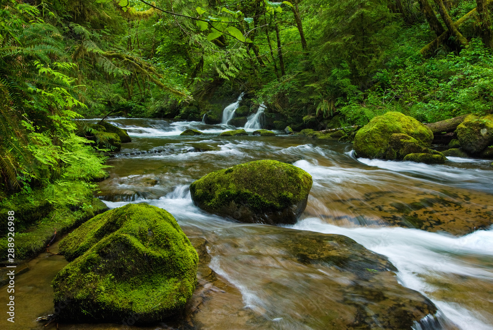 Mossy boulders in Sweet Creek in rain forest of the Coastal Range of Oregon Mossy boulders in Sweet Creek in rain forest of the Coastal Range of Oregon