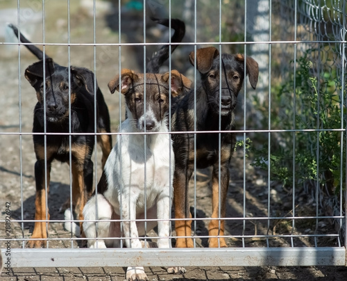 Portrait of three puppies behind the fence. The concept of an animal shelter and hope for