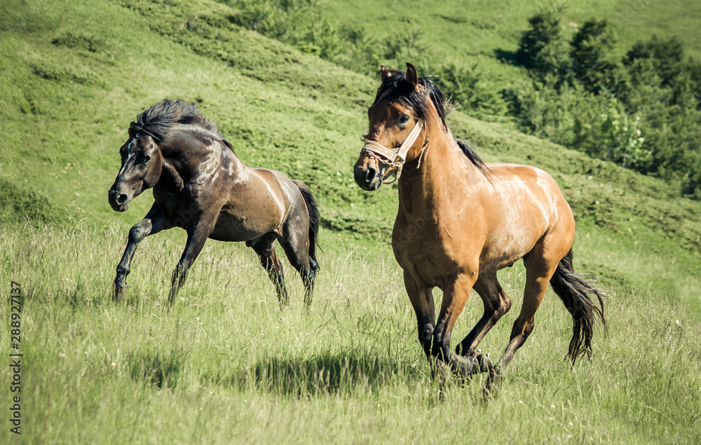 Two horse in love galloping on mountain environment Two horse in love galloping on mountain environment
