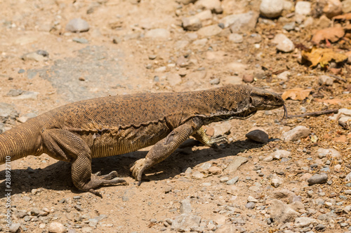 Beautiful but dangerous creature of nature - The Monitor Lizard at Jim corbett national park