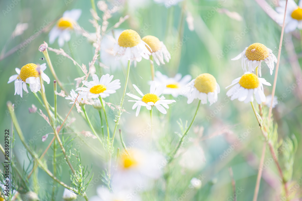 Soft focus of grass flower on day noon light Soft focus of grass flower on day noon light