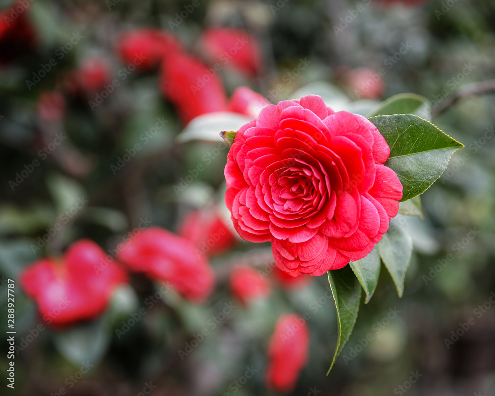 red roses in the garden red roses in the garden