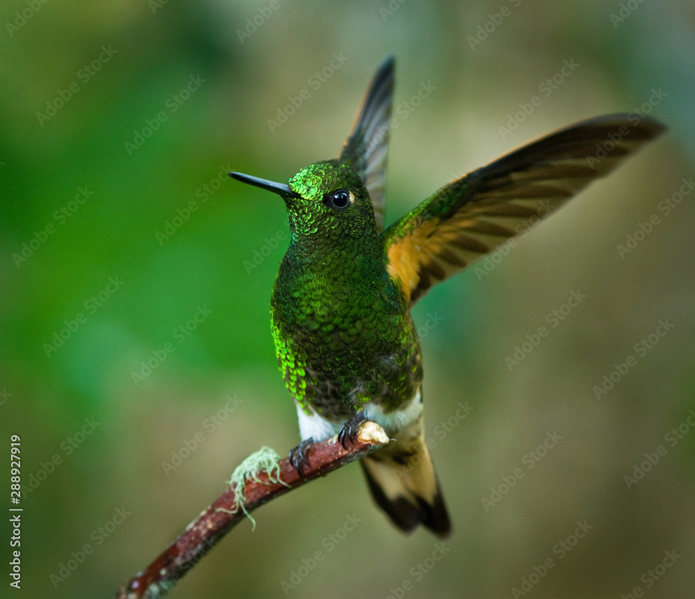 Buff-tailed coronet hummingbird (Boissonneaua flavescens) displaying with wings raised at the Bellavista Preserve near Mindo, Ecuador. Momentary display is made each time the bird lands.