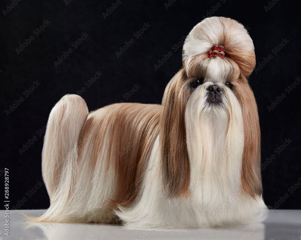 Precioso perro pura raza Shih Tzu con un peinado extravagante y gracioso  Stock Photo | Adobe Stock