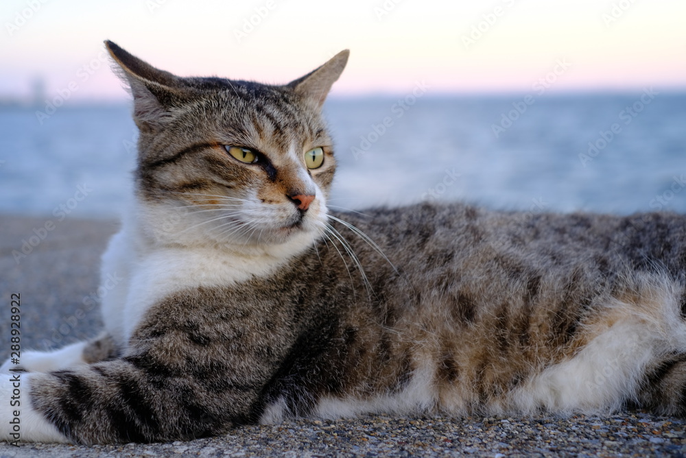 海辺の猫 かわいい Cute Cat 夕暮れ猫 動物 癒し アニマル 動物2 Stock Photo Adobe Stock