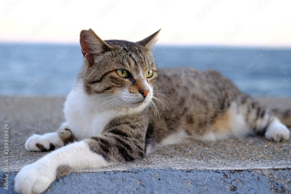 海辺の猫 かわいい cute cat 夕暮れ猫 動物 癒し アニマル 動物 