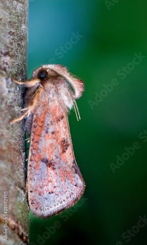 Burrowing webworm moth (Acrolophus sp.) resting on branch during the day. photo