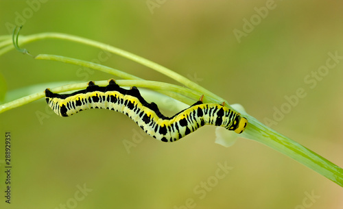 Canadian owlet moth larva (Calyptra canadensis) feeding on early meadow-rue (Thalictrum dioicum)--the only host plant for this species