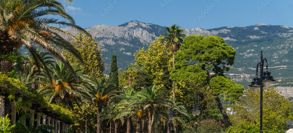 Date palms and exotic trees on background of mountains