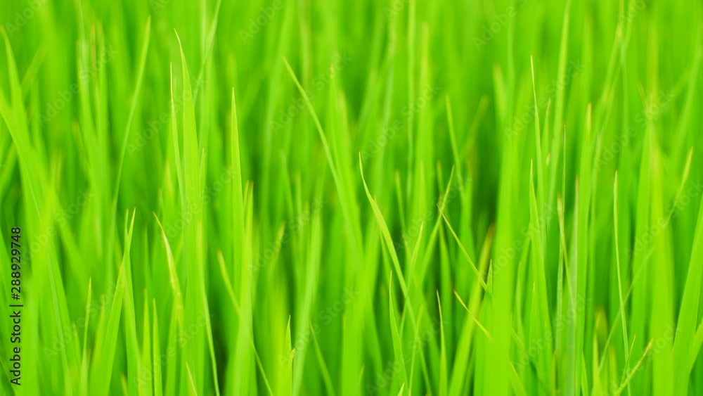 organic rice farm nature background, Asian rice farm, grass field organic rice farm nature background, Asian rice farm, grass field