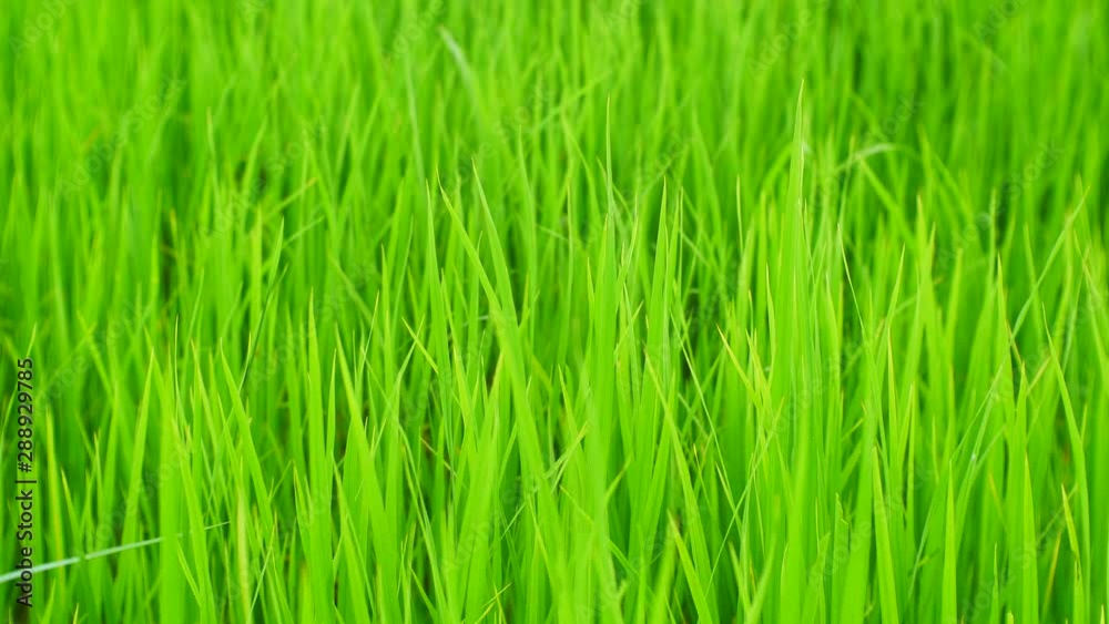 organic rice farm nature background, Asian rice farm, grass field organic rice farm nature background, Asian rice farm, grass field