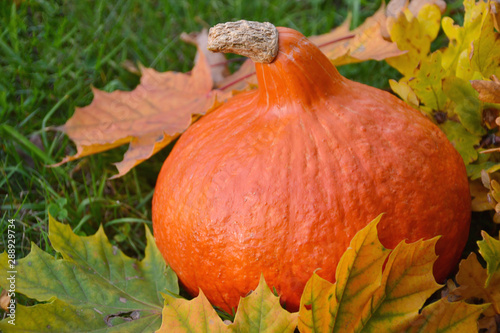 Hokkaido pumpkin and autumn leaves