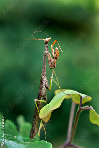 Male Carolina mantid (Stagmomantis carolina) grooming one of its antennae by running it through its mouthparts.  © Gerry