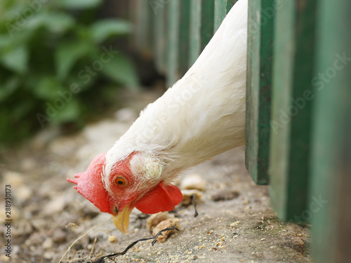 hen eating grain through the wooden green fence close up photo photo