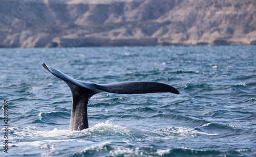 Southern Right Whale Tail in Peninsula Valdes. Puerto Madryn, Argentina.