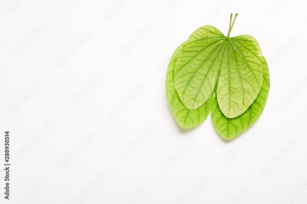 Dussehra greeting card using apta / Bauhinia racemosa Dussehra greeting card using apta / Bauhinia racemosa