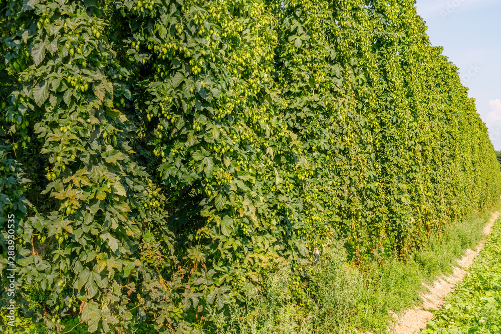 Hopplants growing in Hallertau, Holledau, Bavaria