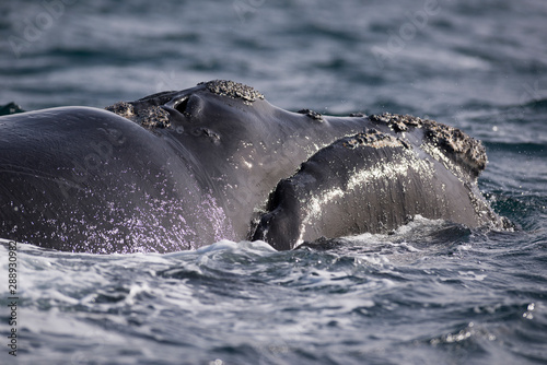 Southern Right Whale in Peninsula Valdes. Puerto Madryn, Argentina.