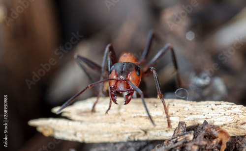 big red forest ant in natural habitat