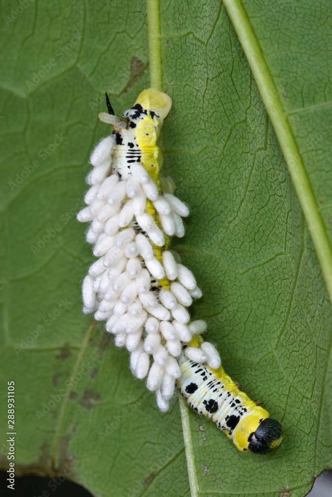 Caterpillar (larva) of catalpa sphinx moth (Ceratomia catalpae) on leaf