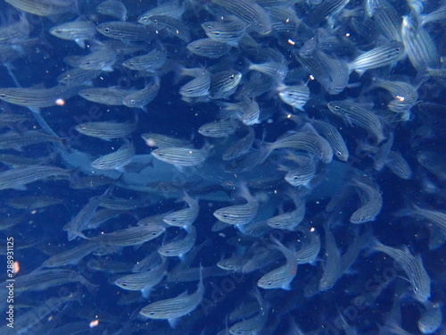 Galapagos Shark in swarm of fish