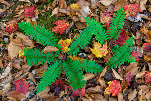 Christmas ferns (Polystichum acrostichoides) and fallen leaves of red maple (Acer rubrum) on forest floor in central Virginia in late autumn. Christmas ferns stay green all winter long. photo