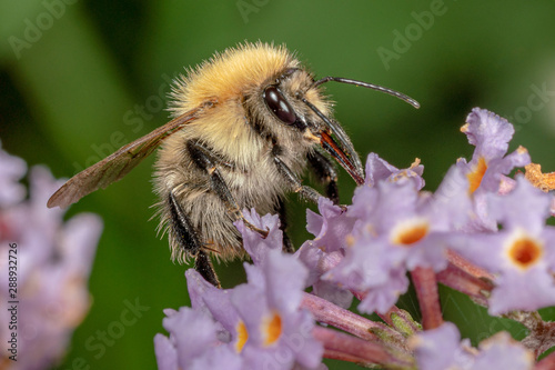 Common carder bumblebee (Bombus pascuorum).