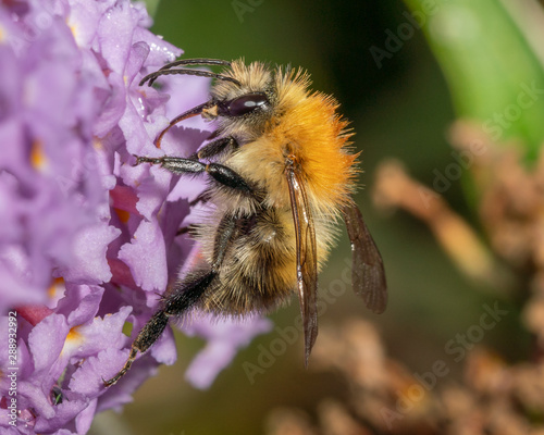 Common carder bumblebee (Bombus pascuorum)