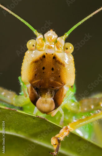 Face of cone-headed katydid (Subfamily Copiphorinae); meadow in Panama. photo