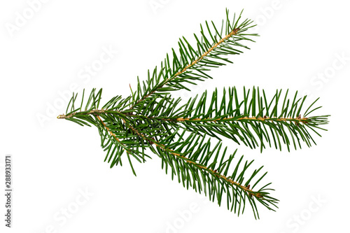 Spruce branch isolated on white background with clipping path