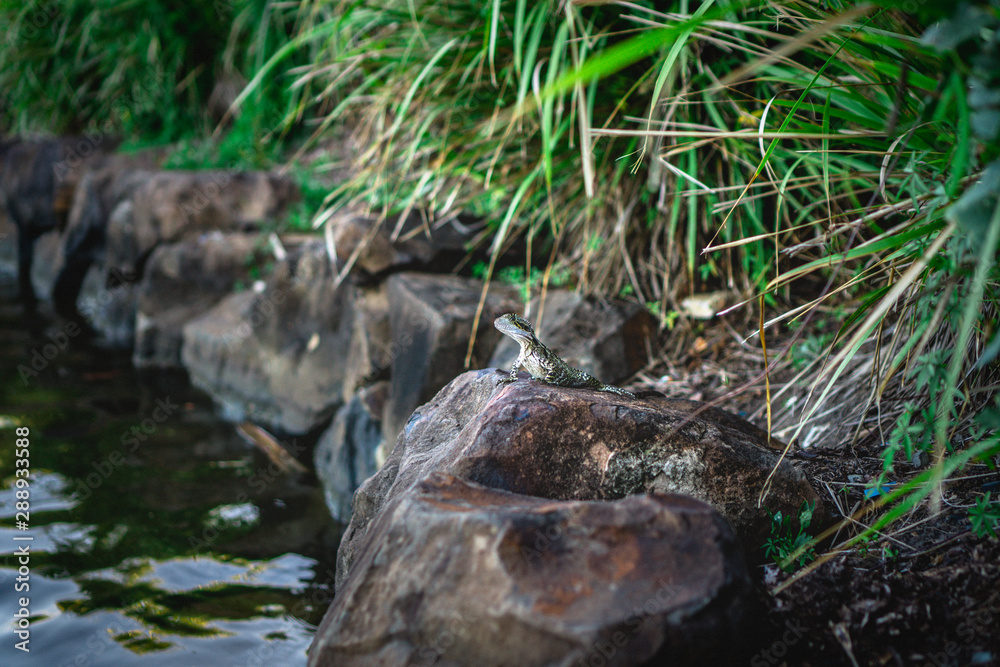 Obraz premium Small cute gecko sitting on the rock under green leaves on the shore of the lake. 