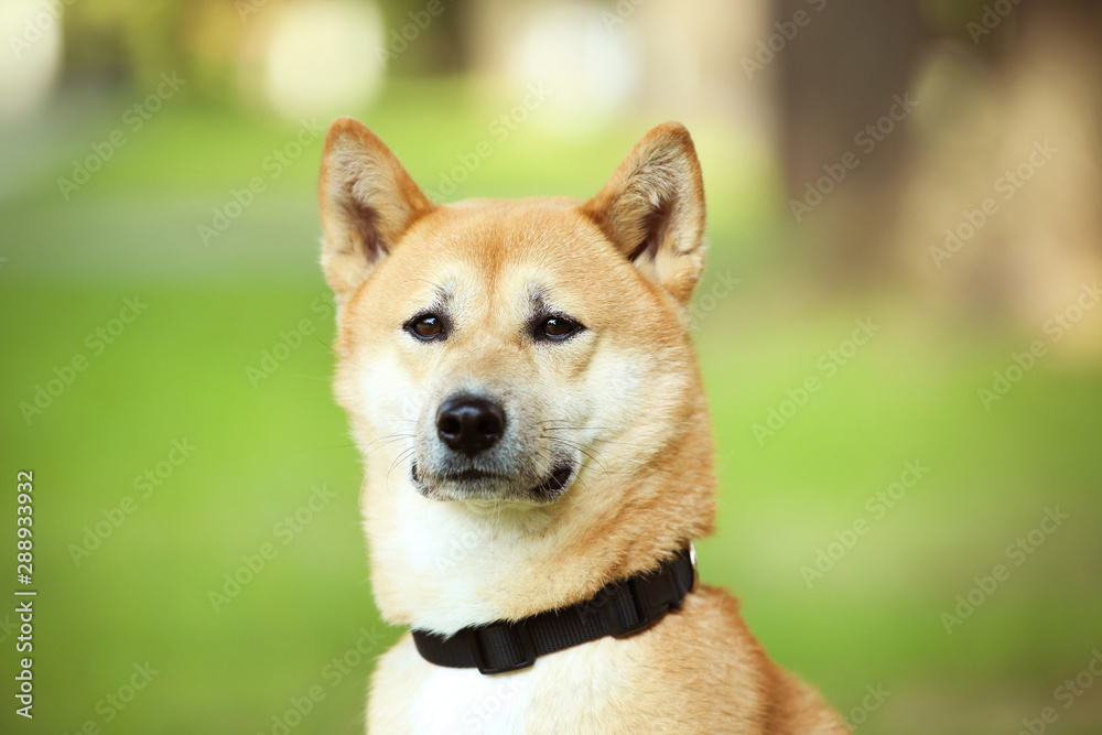 Shiba inu dog with collar in park