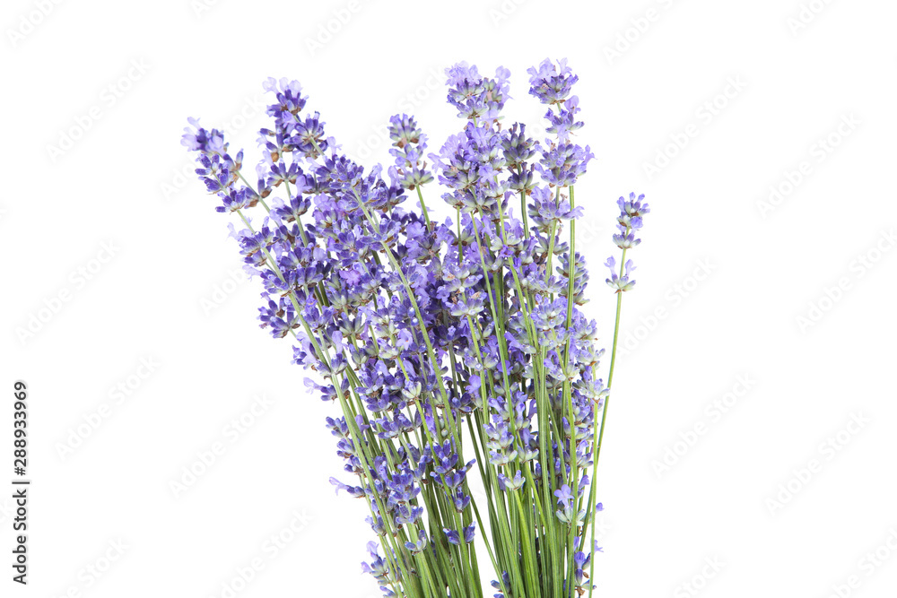 Obraz premium Lavender flowers isolated on white background