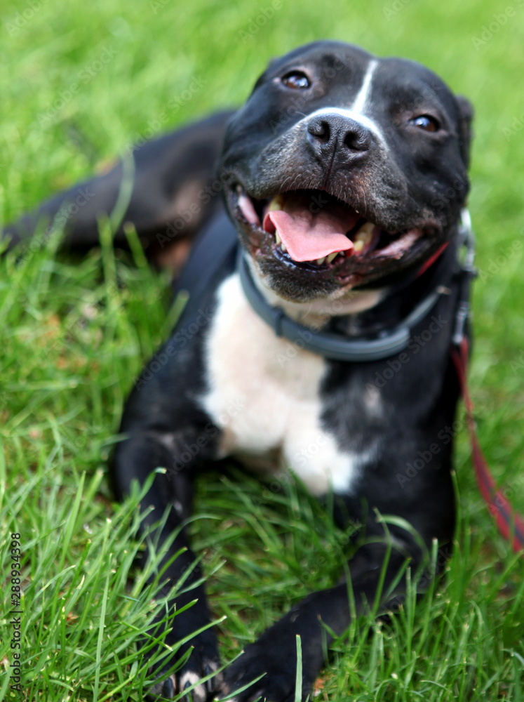 Smiling Staffordshire Bull terrier resting in the grass
