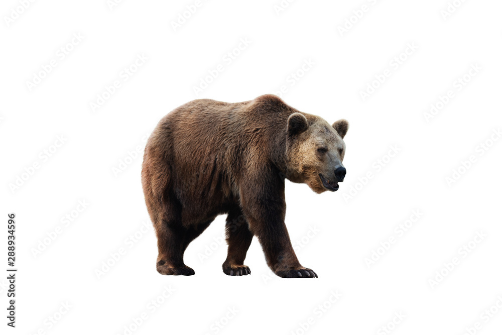 Fototapeta premium Brown bear (Ursus arctos) isolated on white background