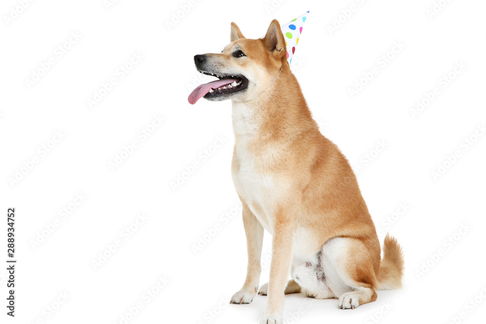 Shiba inu dog in birthday cap isolated on white background