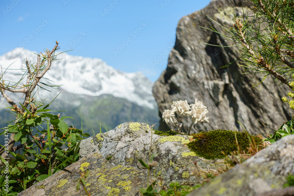 geschützte Alpenblume Edelweiss auf Fels geschützte Alpenblume Edelweiss auf Fels