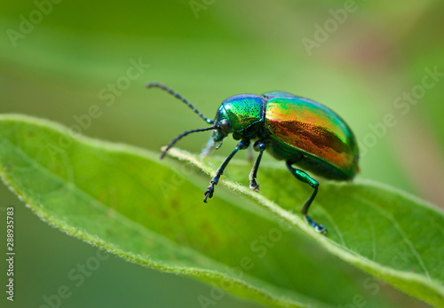 Dogbane beetle (Chrysochus auratus) on dogbane plant leaf. Conspicuous coloration is waring to predators that the beetle tastes bad. photo