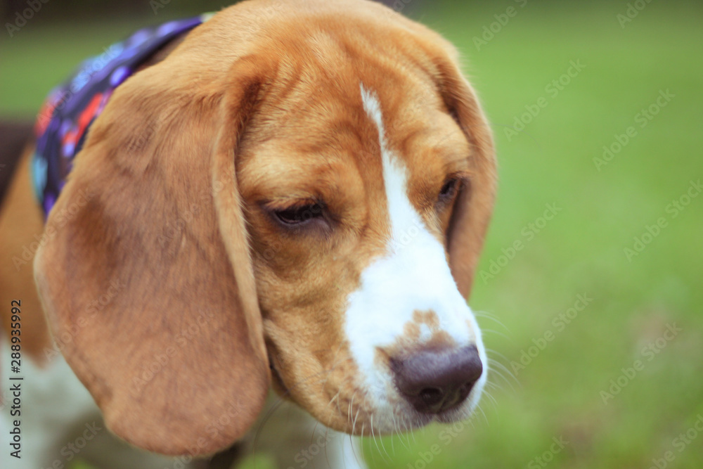 beagle, faithful loyal friend, walking in spring park