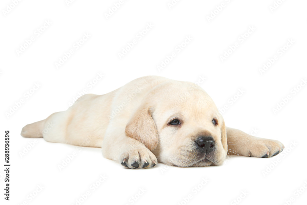 Labrador puppy isolated on white background Labrador puppy isolated on white background