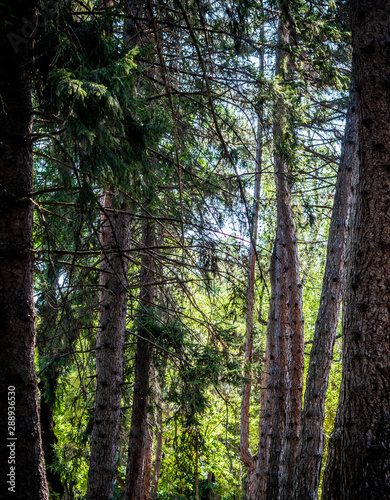 Green Forest Pine Trees - Photo