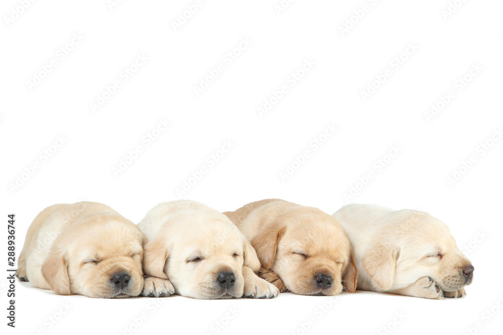Labrador puppies isolated on white background