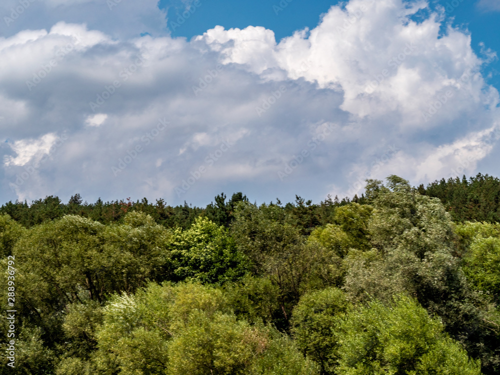 Green Forest and Sunny Sky Scenic Outdoor Image