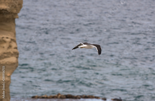 Seagull flying over the Atlantic coast in Peninsula Valdes. Puerto Madryn