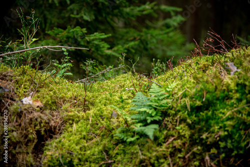 Closeup on moss in the forest, eco background