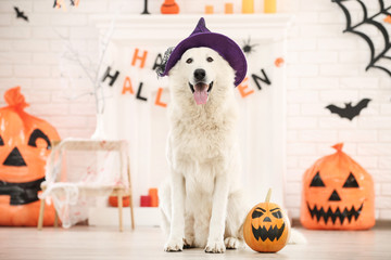 Swiss shepherd dog with halloween pumpkin sitting at home