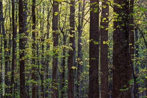 Newly emerging leaves of various hardwoods in forest of Ragged Mountain Natural Area near Charlottesville, Virginia, backlit by setting sun.